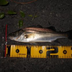 スーパーボイル&ライズ!!。