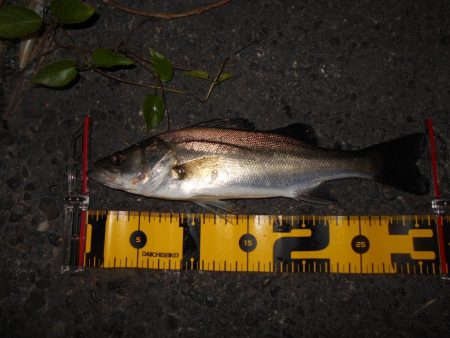 スーパーボイル&ライズ!!。