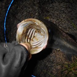 スーパーボイルは継続中。