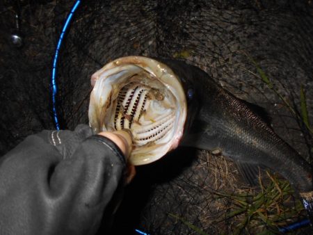 スーパーボイルは継続中。