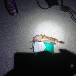 本当に久しぶりの釣行！