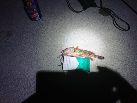 本当に久しぶりの釣行！