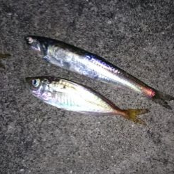 大雨後のアジング