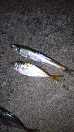 大雨後のアジング