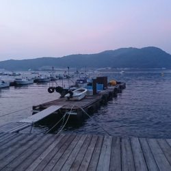 ウミックさんの筏。泳がせでハマチとアコウなど