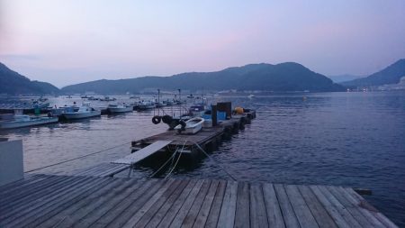 ウミックさんの筏。泳がせでハマチとアコウなど