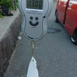 エギング&キス釣り