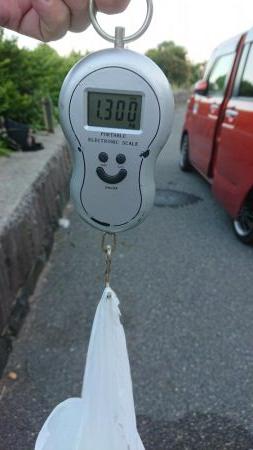 エギング&キス釣り