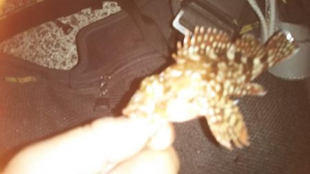 そこそこサイズのアジ狙い