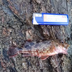 ガシラ祭り～。