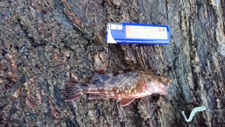 ガシラ祭り～。