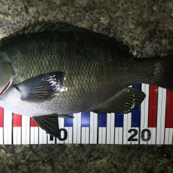 根魚探索 ナイトゲーム編