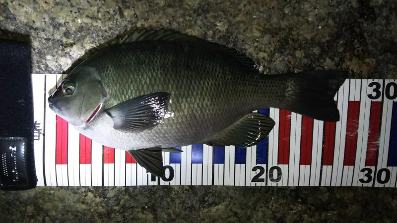 根魚探索 ナイトゲーム編