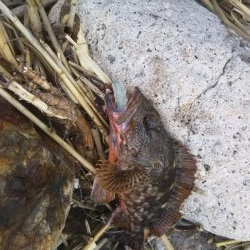 キジハタカサゴ連発