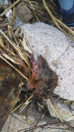 キジハタカサゴ連発