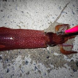 ケンサキエギング