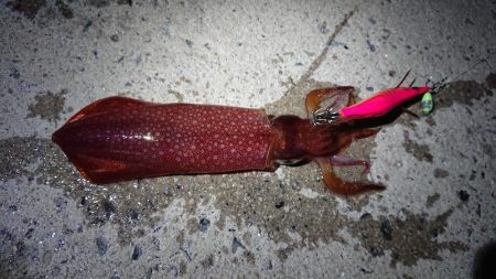 ケンサキエギング