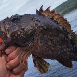 ロックフィッシュ釣行