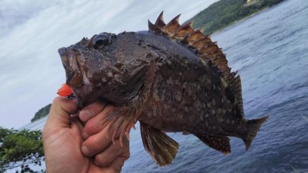 ロックフィッシュ釣行