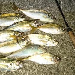 久しぶりアジング～