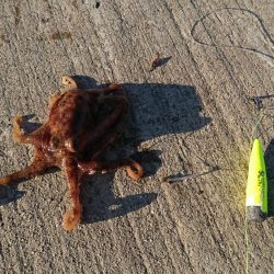 投げ釣りでたこ笑笑