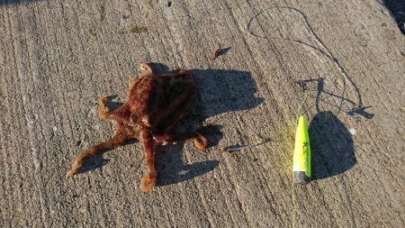 投げ釣りでたこ笑笑