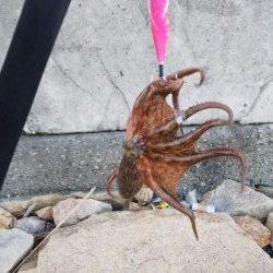 やっと初タコ!