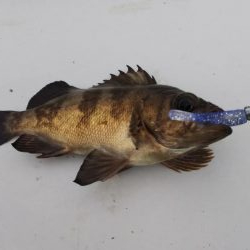 メバル2匹 ガシラ18匹