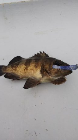 メバル2匹 ガシラ18匹