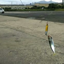 【青物調査】IN若松