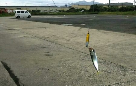 【青物調査】IN若松