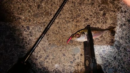 花火大会からのアジング♪