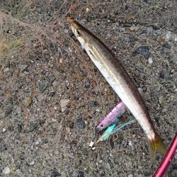 ジグサビキでカマス