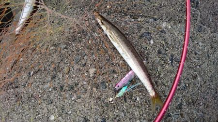 ジグサビキでカマス