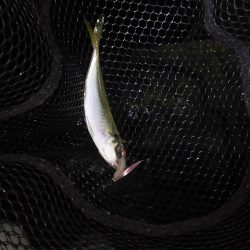 日本海ロック釣行