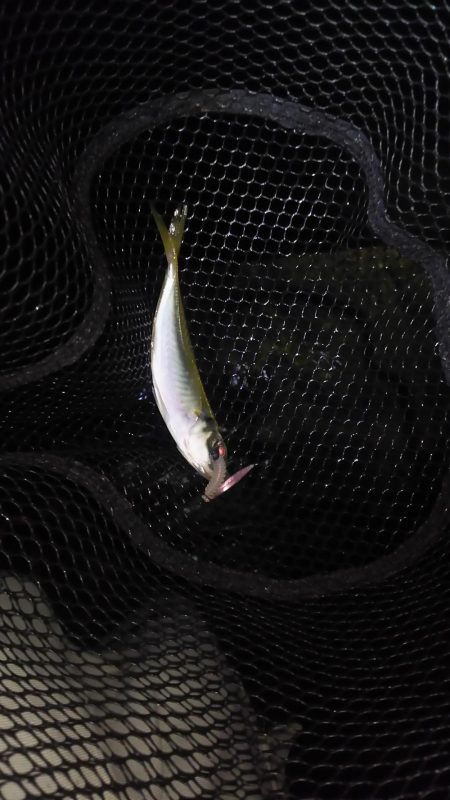 日本海ロック釣行