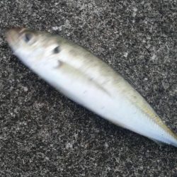 アジとカサゴがつれました。