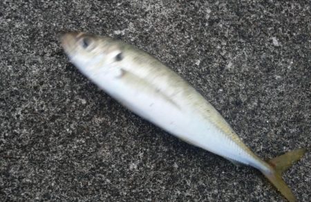 アジとカサゴがつれました。