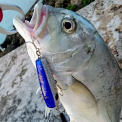 ロウニンアジ、自作のポッパーで釣れました。