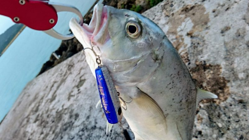 ロウニンアジ、自作のポッパーで釣れました。…