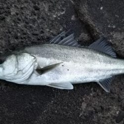 シーバスフィッシング