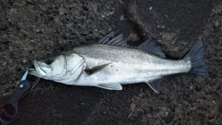 シーバスフィッシング