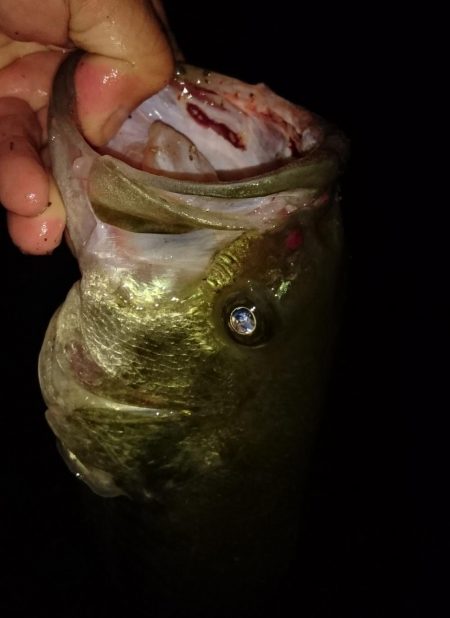 今日もカバーにピッタリ