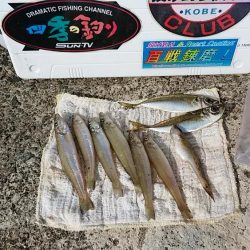 津居山漁港でキス狙い