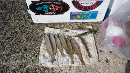 津居山漁港でキス狙い