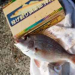 志筑川護岸でキス狙い