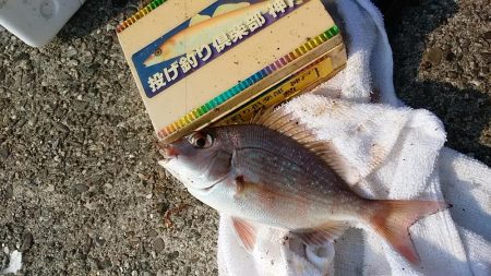 志筑川護岸でキス狙い