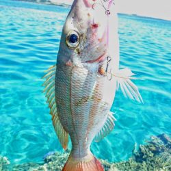 リーフエンドからルアーフィッシング