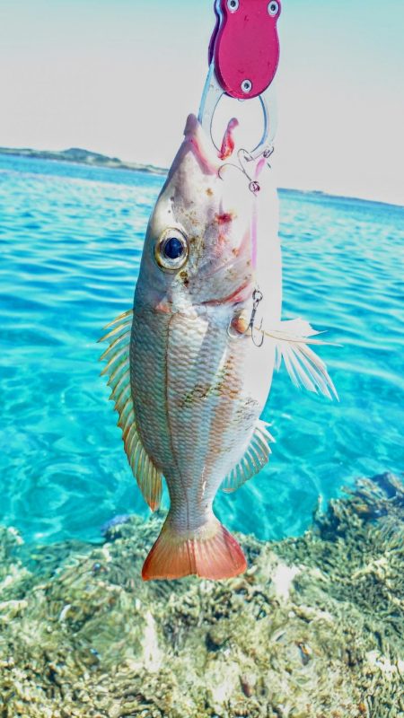 リーフエンドからルアーフィッシング