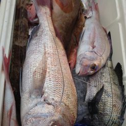 遊漁船110番 釣果